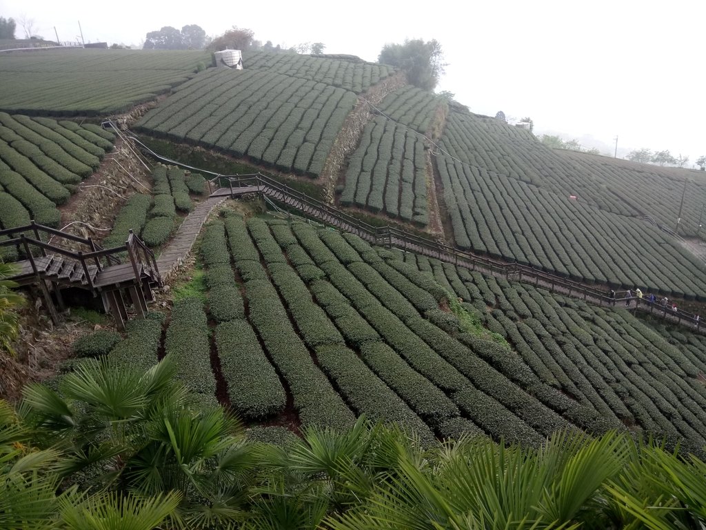 DSC_1487.JPG - 阿里山  頂石卓茶園之美