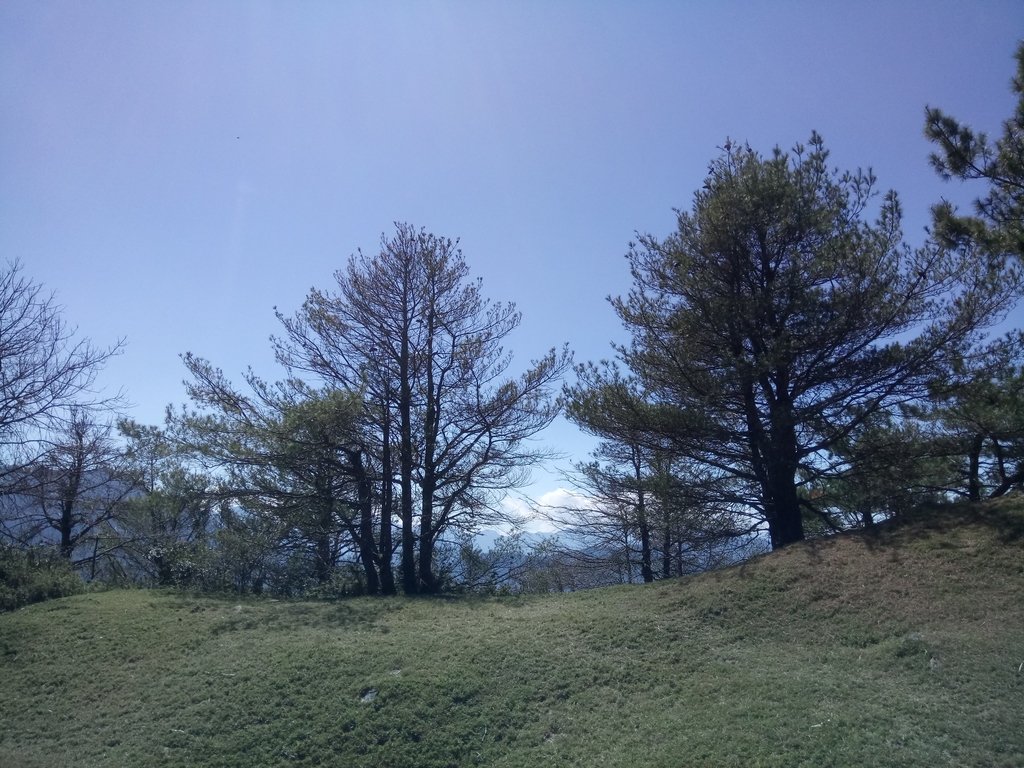 DSC_1694.JPG - 鹿林山  麟趾山步道  (02)