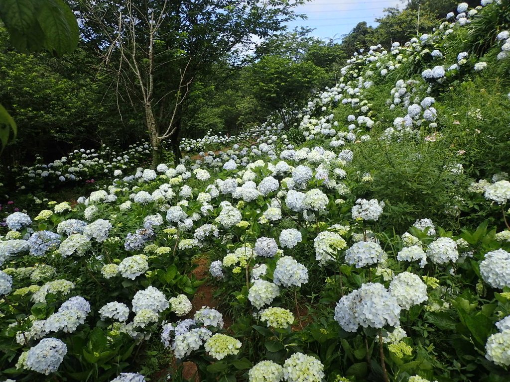 P5303932.JPG - 萬里  高家繡球花田