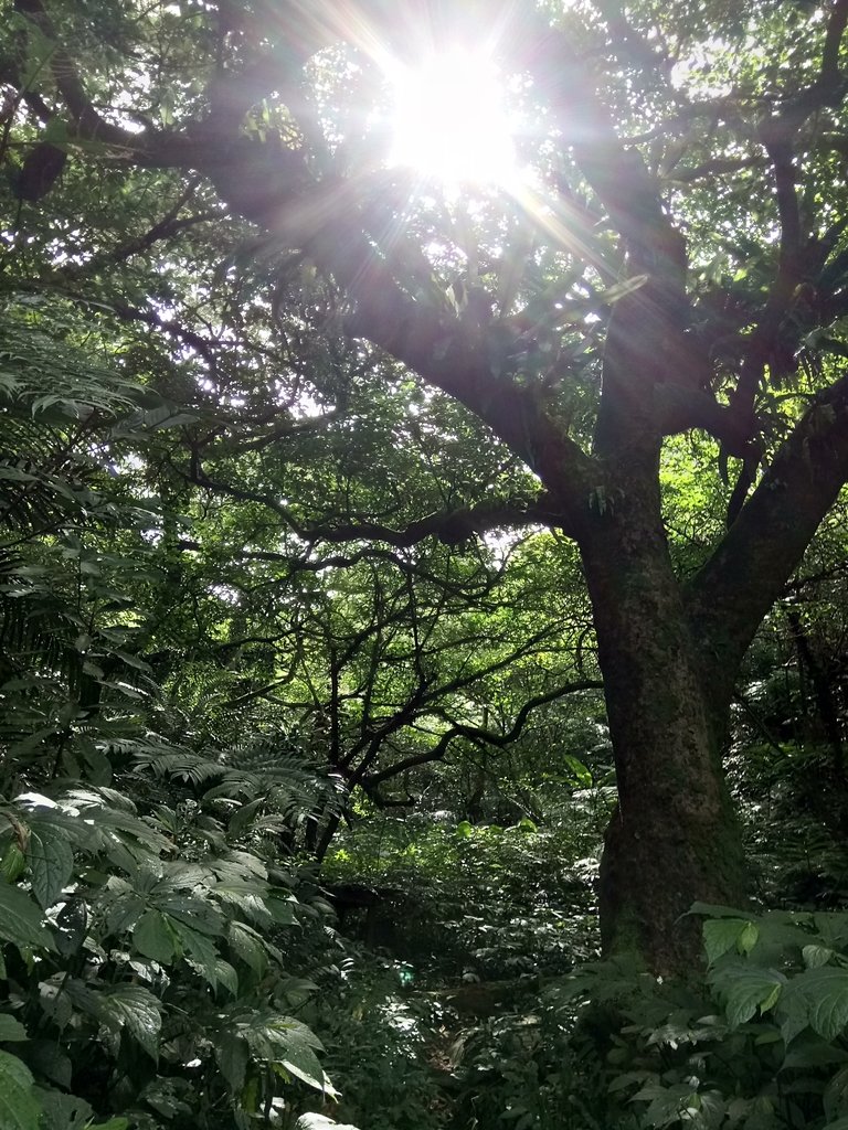 DSC_2981.JPG - 大溪  金面山登山步道