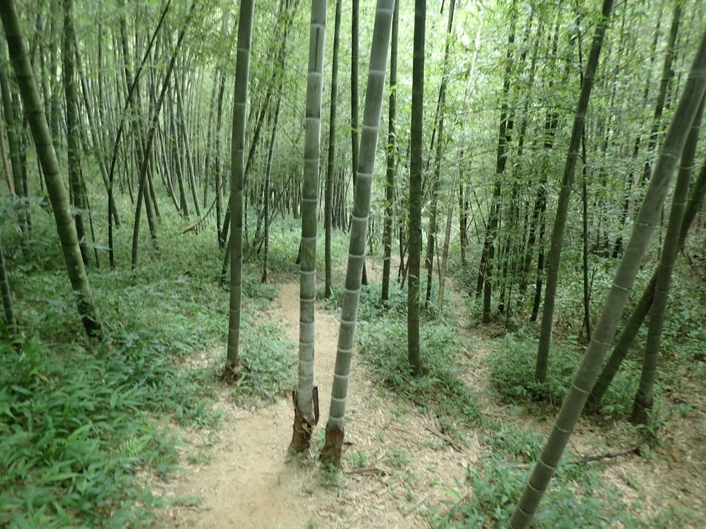 P7025050.JPG - 大溪  金面山登山步道