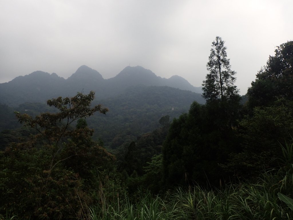 P9108446.JPG - 新竹  五指山登山步道