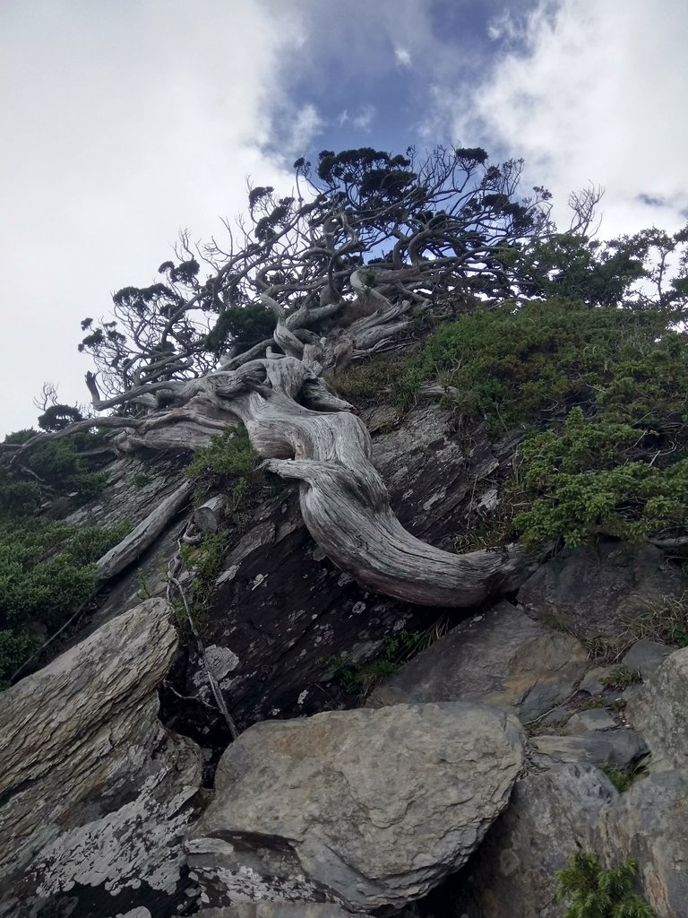 DSC_5426.JPG - 合歡山  北峰之美  (下)