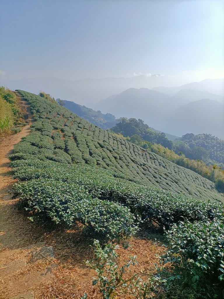 IMG20210130092437.jpg - 雲嘉連峰之  太平山  梨子腳山