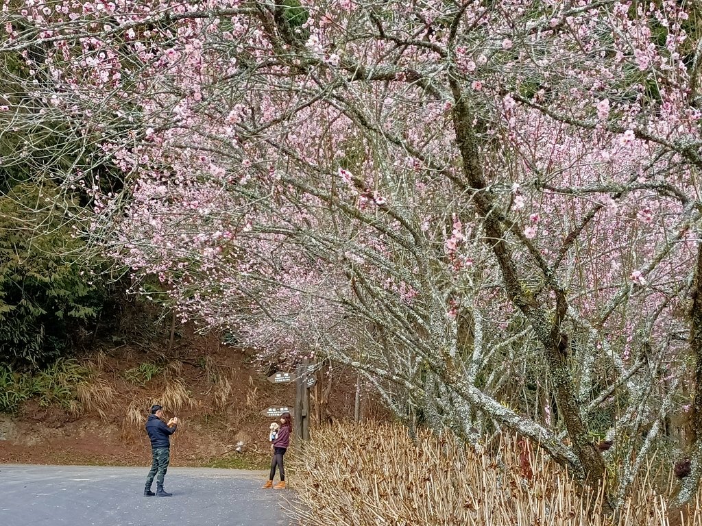 IMG20210205130257.jpg - 竹山  杉林溪森林遊樂園  路過