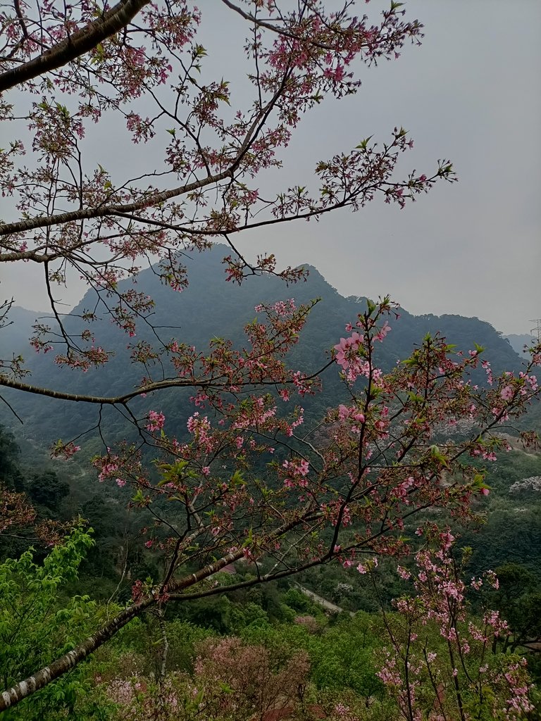 IMG20210226142601.jpg - 三峽  熊空  大熊櫻花林