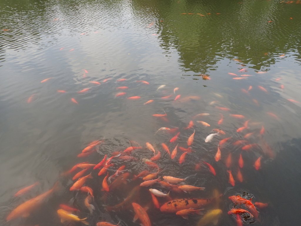 P6063167.JPG - 杭州西湖  花港觀魚