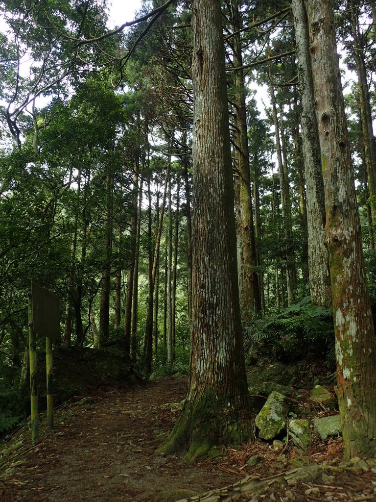 PB257609.JPG - 復興  東滿步道