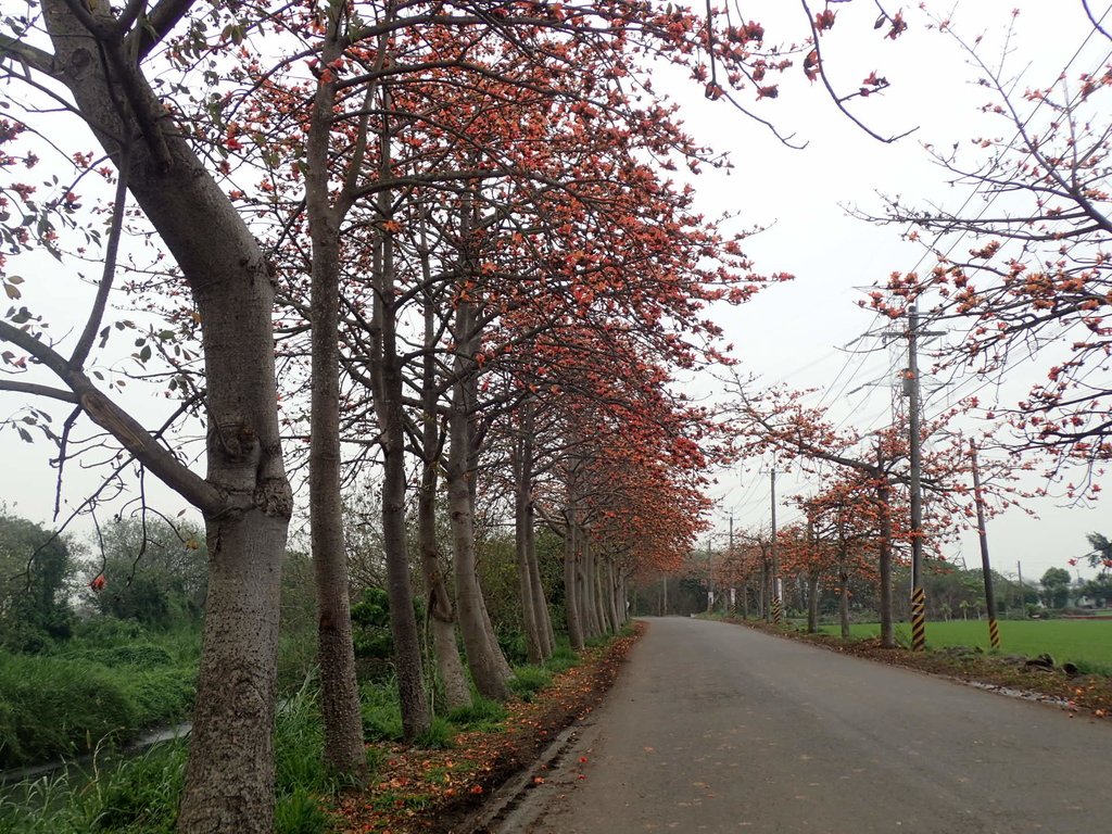 P3066379.JPG - 埤頭  東螺溪  木棉花