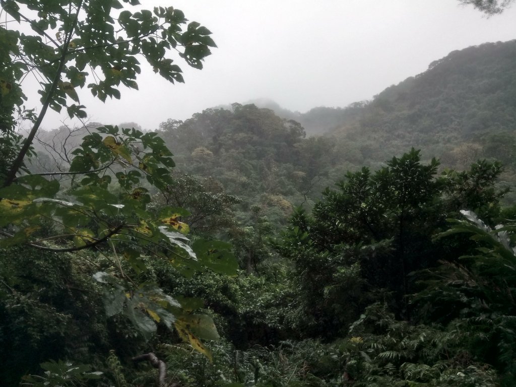 DSC_1716.JPG - 土城  天上山  登山步道