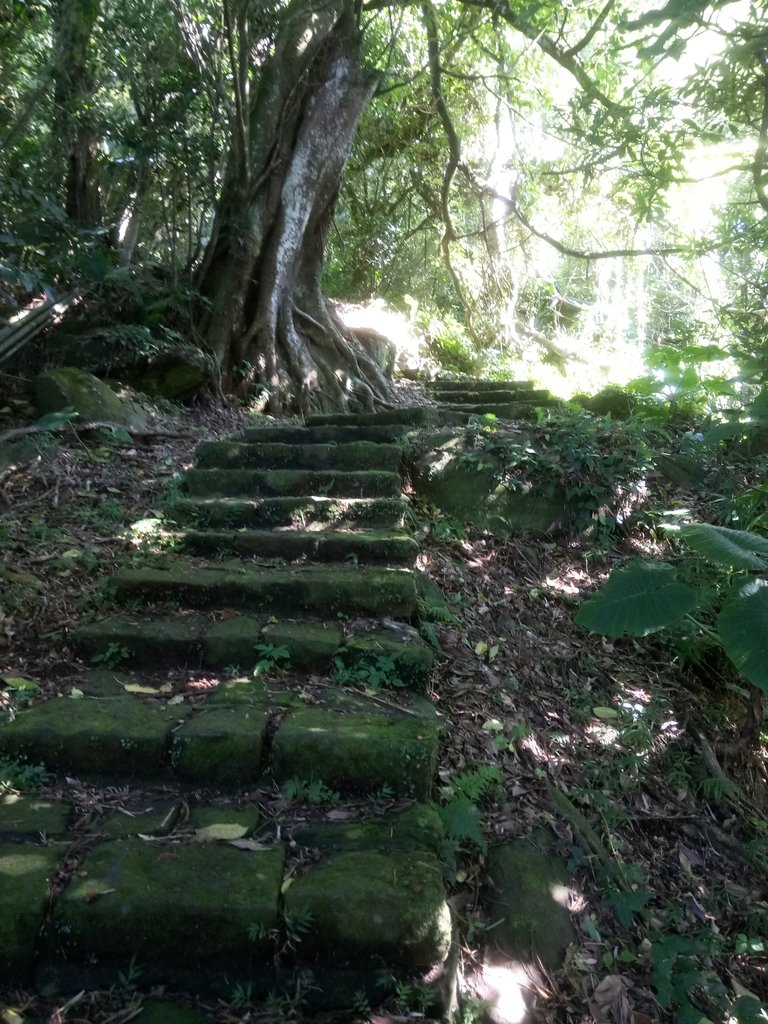 DSC_8759.JPG - 北投  中正山登山步道 01