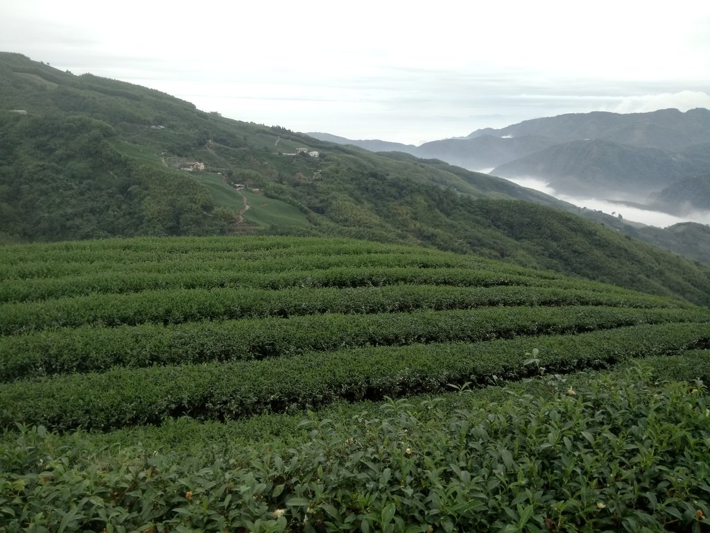 DSC_1309.JPG - 往三層坪途中之  茶園景致