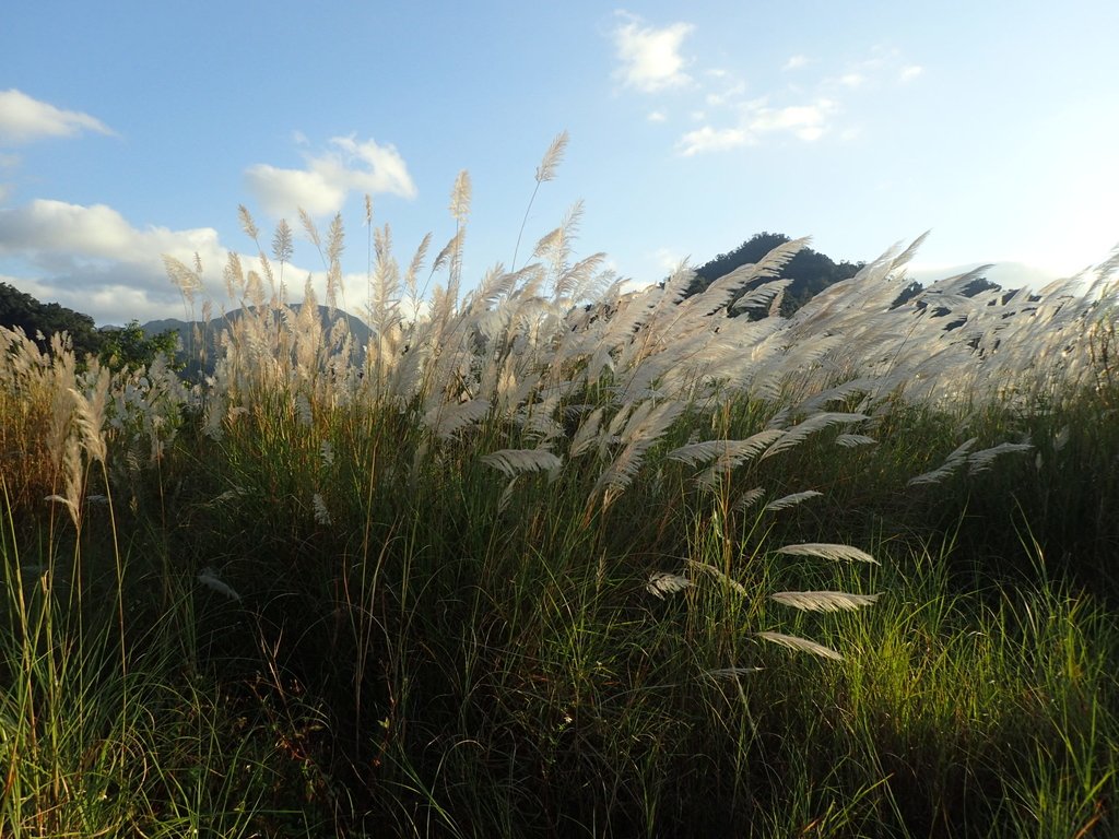 PB169289.JPG - 屈尺高灘地  甜根子草