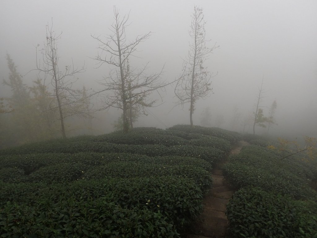 PA171161.JPG - 鹿谷  銀杏森林步道