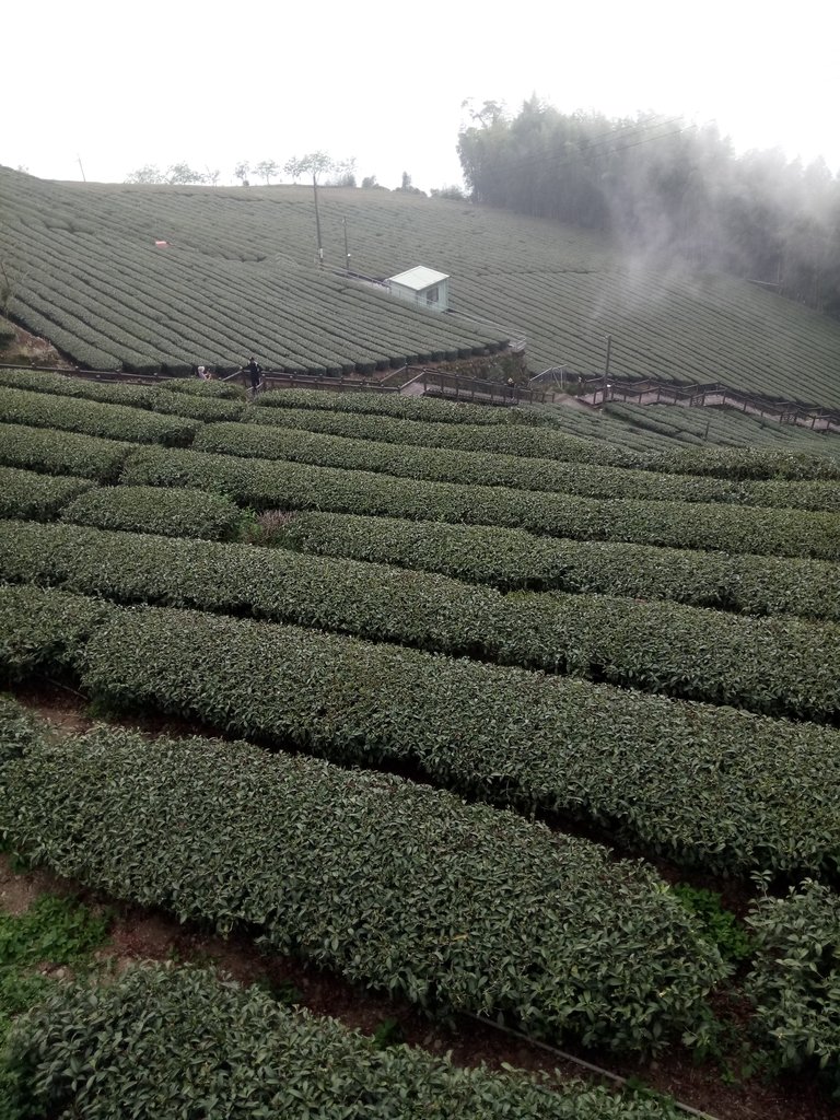 DSC_1491.JPG - 阿里山  頂石卓茶園之美