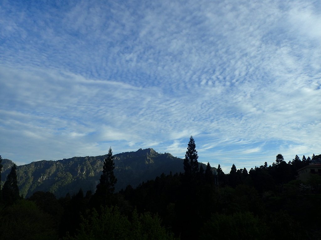 P3268039.JPG - 阿里山  沼平公園  賞櫻