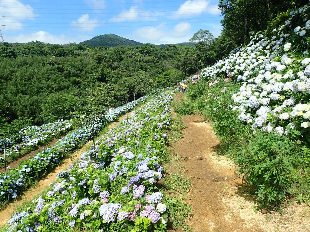 P5303936.JPG - 萬里  高家繡球花田