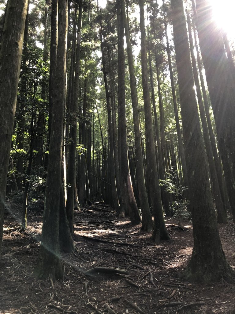 IMG_7642.JPG - 台中和平  長壽山登山步道  (下)