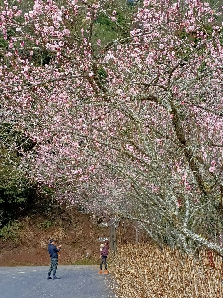 IMG20210205130302.jpg - 竹山  杉林溪森林遊樂園  路過