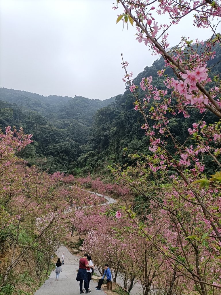 IMG20210226142748.jpg - 三峽  熊空  大熊櫻花林