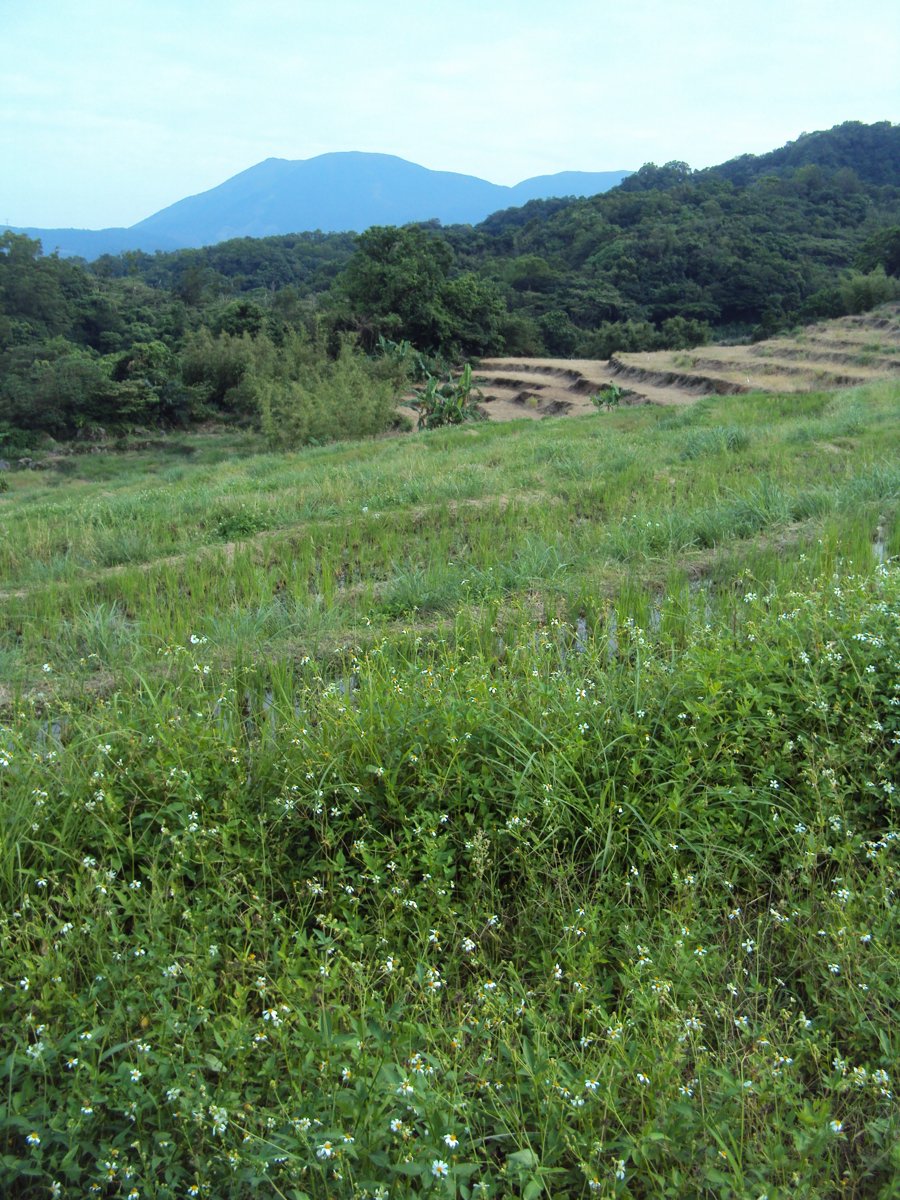 DSC09058.JPG - 金山  葵扇湖田野風光(二) 