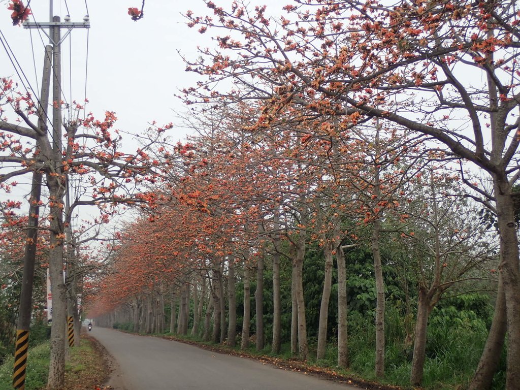 P3066393.JPG - 埤頭  東螺溪  木棉花