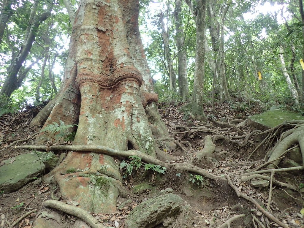 P8287315.JPG - 苗栗  泰安  虎山行