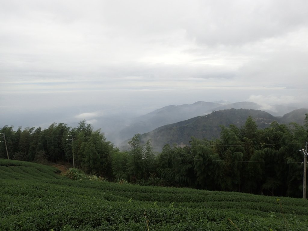 PA231801.JPG - 古坑  雲嶺之丘