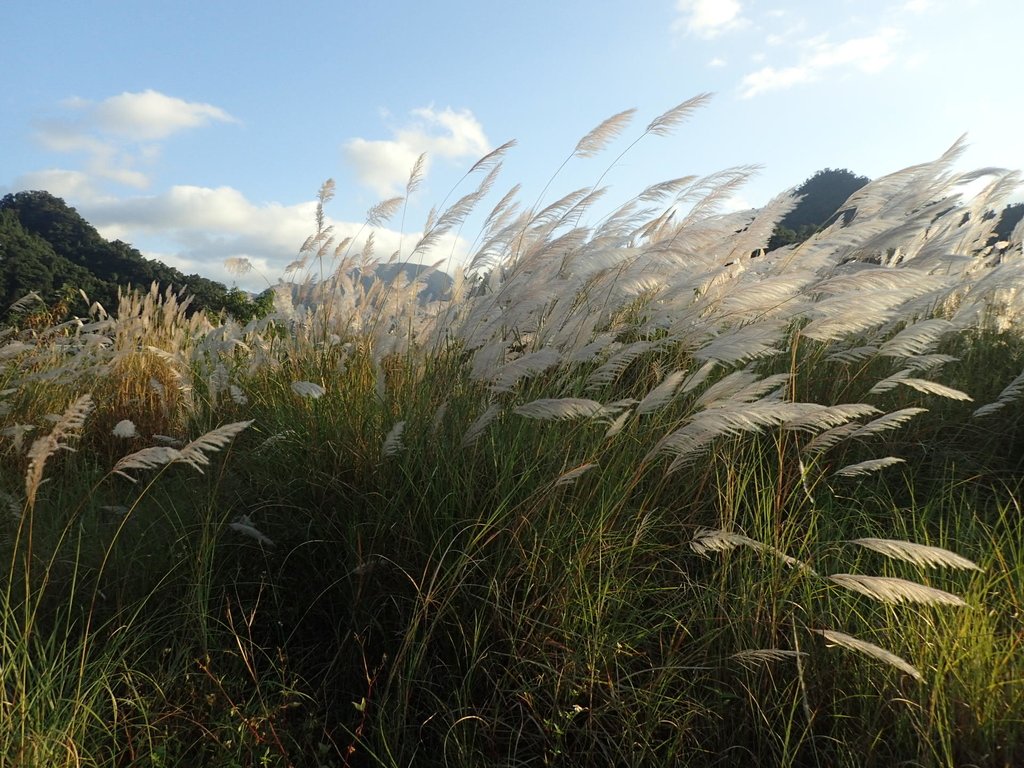 PB169291.JPG - 屈尺高灘地  甜根子草