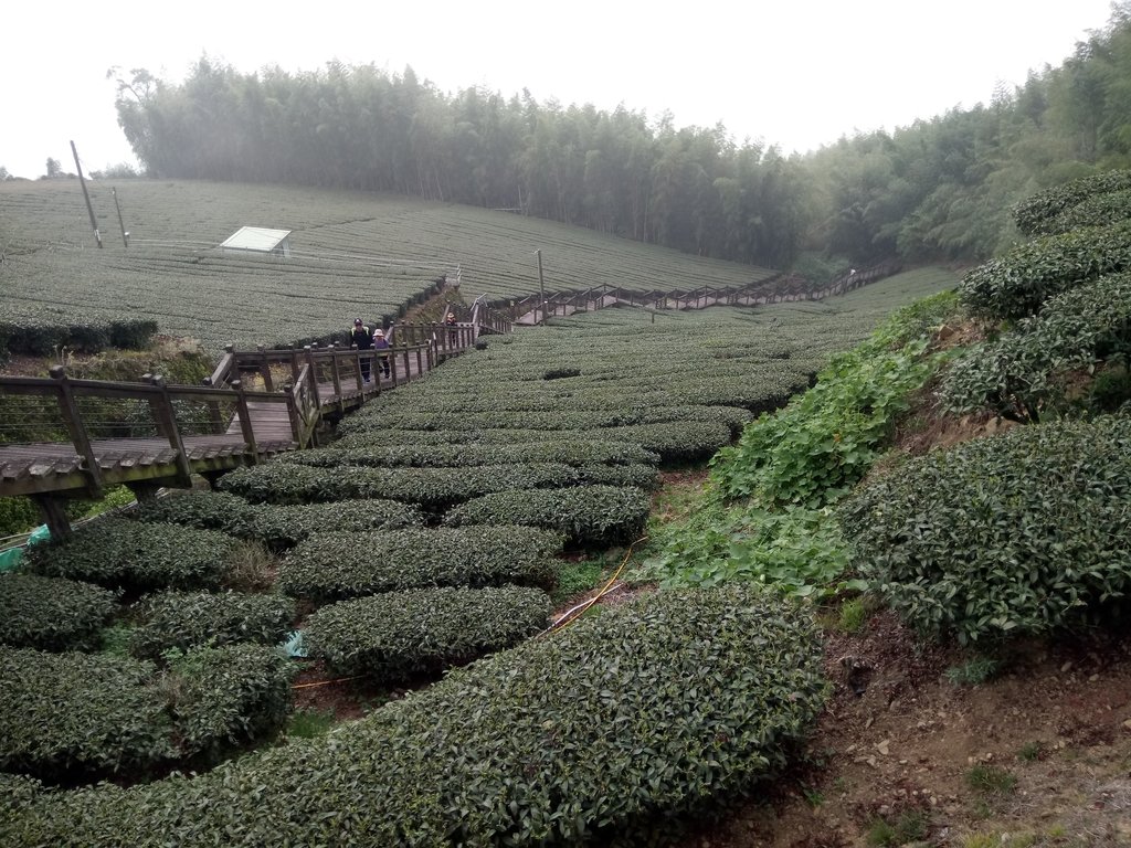 DSC_1493.JPG - 阿里山  頂石卓茶園之美