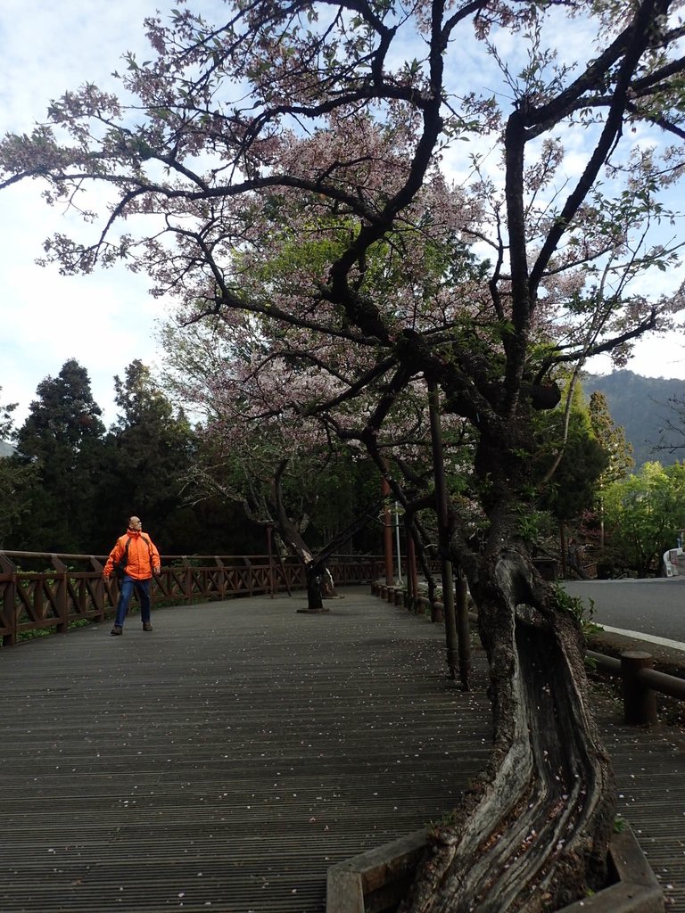 P3268044.JPG - 阿里山  沼平公園  賞櫻