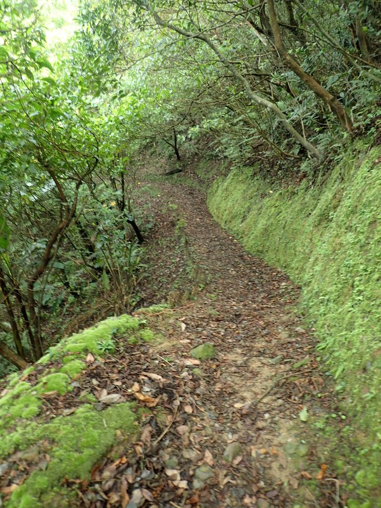 P8317595.JPG - 瑞芳  雞籠山登山步道