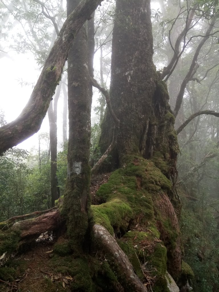 DSC_2673.JPG - 台中  和平  稍來山南峰