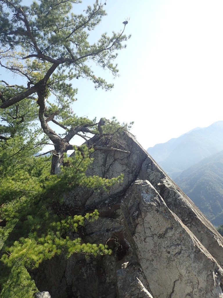 P3167231.JPG - 谷關  東卯山東南稜