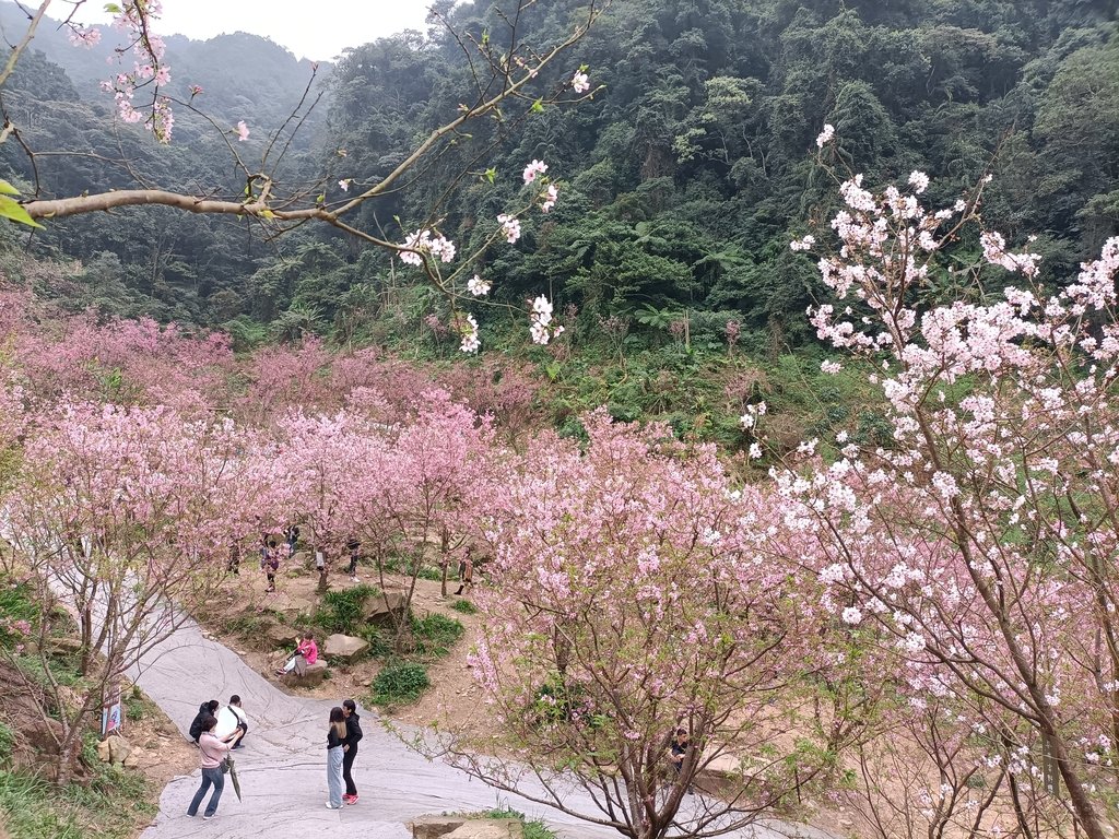 IMG20210226142916.jpg - 三峽  熊空  大熊櫻花林