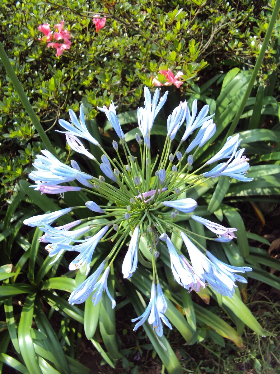 DSC08415.JPG - 水車寮  高家繡球花園