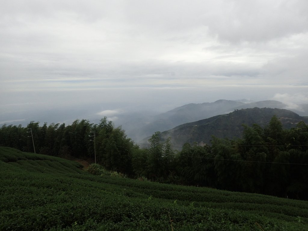 PA231802.JPG - 古坑  雲嶺之丘