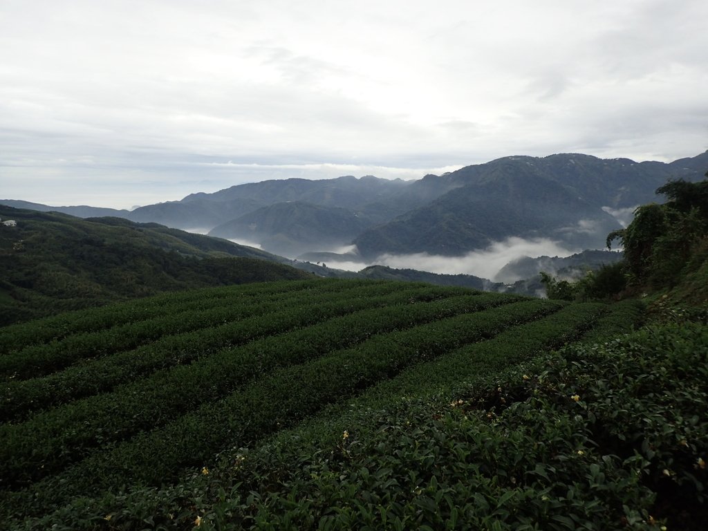 PA231757.JPG - 往三層坪途中之  茶園景致