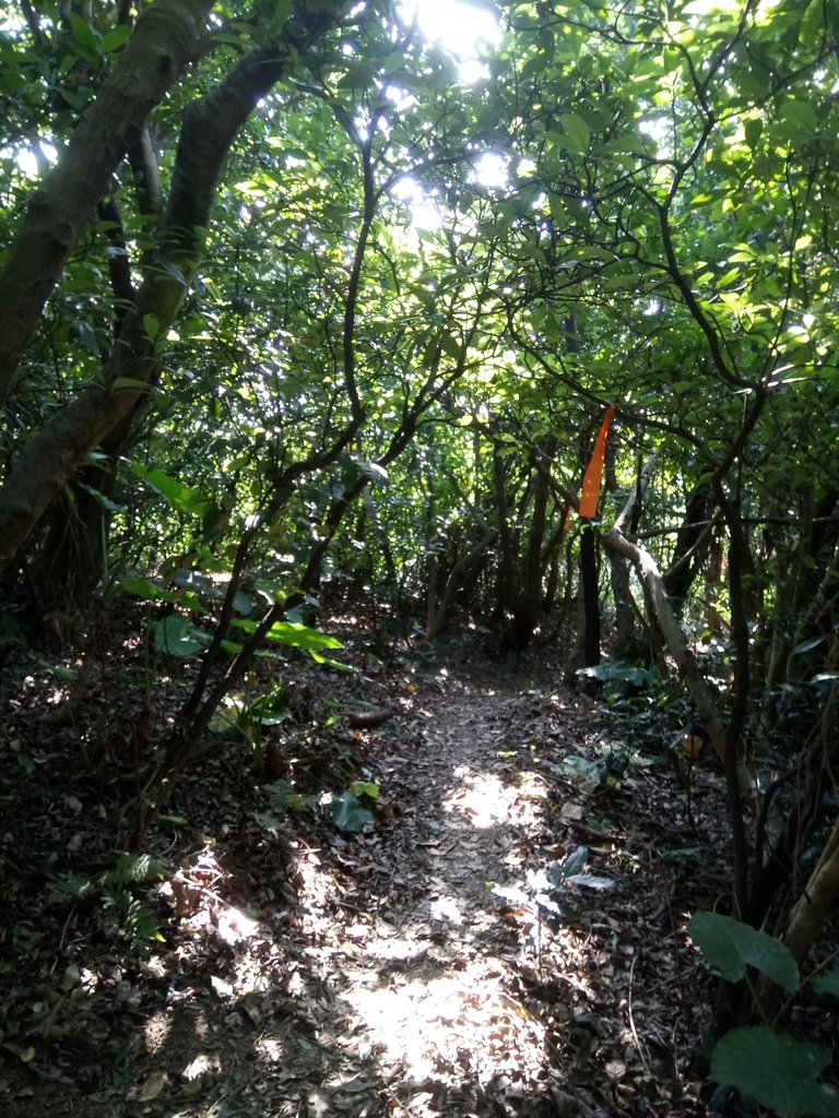 DSC_3060.JPG - 基隆  球子山(火號山)步道