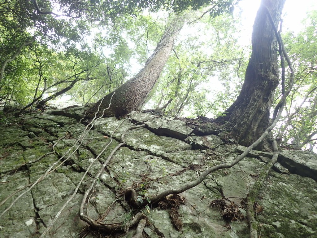 P5012292.JPG - 谷關七雄之  波津加山