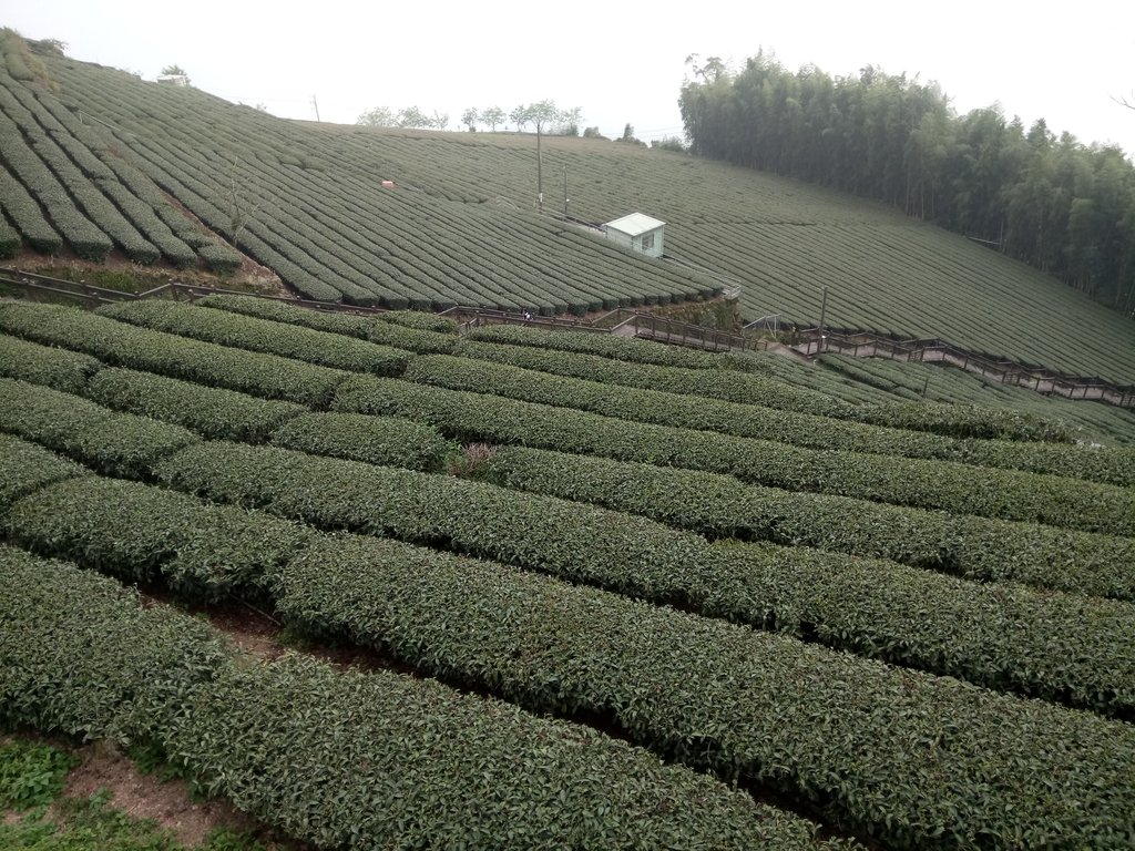 DSC_1501.JPG - 阿里山  頂石卓茶園之美