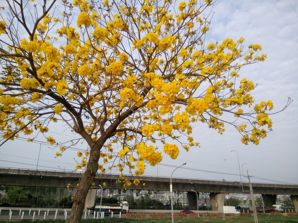 DSC_8239.JPG - 南投  貓羅溪畔  黃花風鈴木