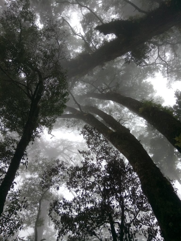 DSC_2675.JPG - 台中  和平  稍來山南峰