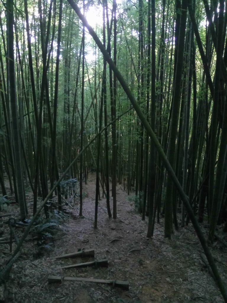 DSC_3759.JPG - 魚池  水社大山