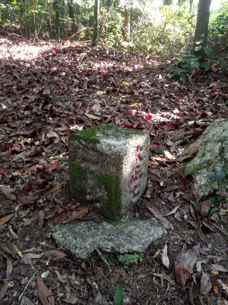 DSC_4110.JPG - 魚池  大尖山登山步道