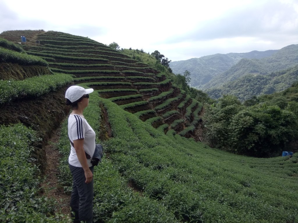 DSC_4723.JPG - 坪林  厚德岡坑  茶園之美