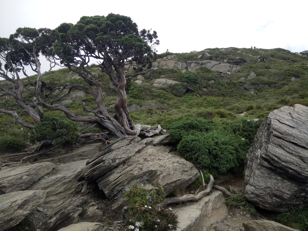 DSC_5440.JPG - 合歡山  北峰之美  (下)