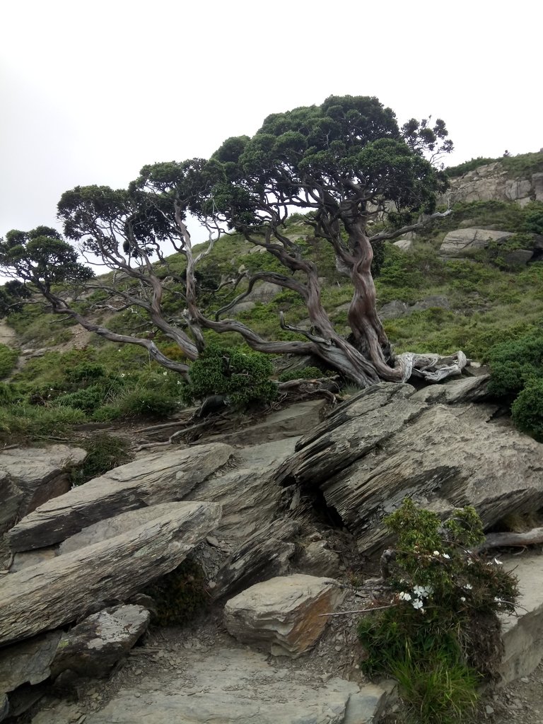 DSC_5441.JPG - 合歡山  北峰之美  (下)