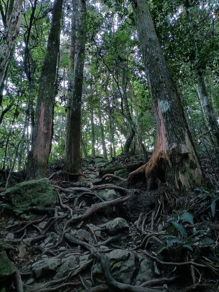 IMG20210205073707.jpg - 竹山  留龍頭  茶園風光