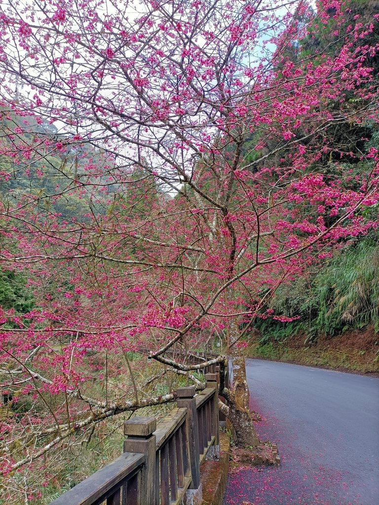 IMG20210205131756.jpg - 竹山  杉林溪森林遊樂園  路過